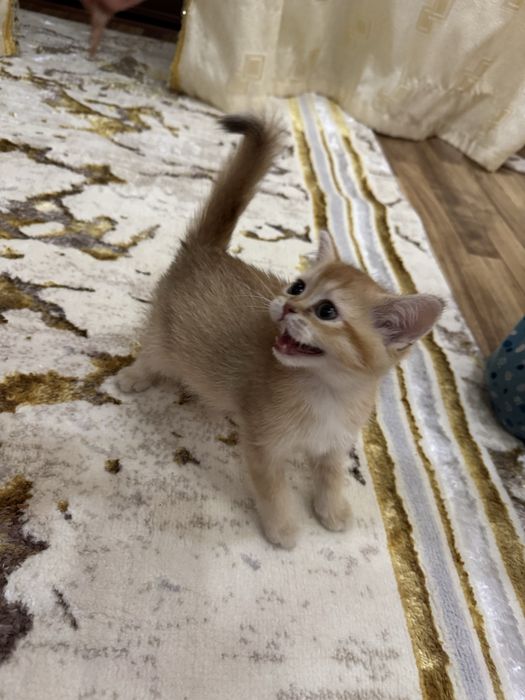 Мушукча сотилади тоза кровный золотая шиншила