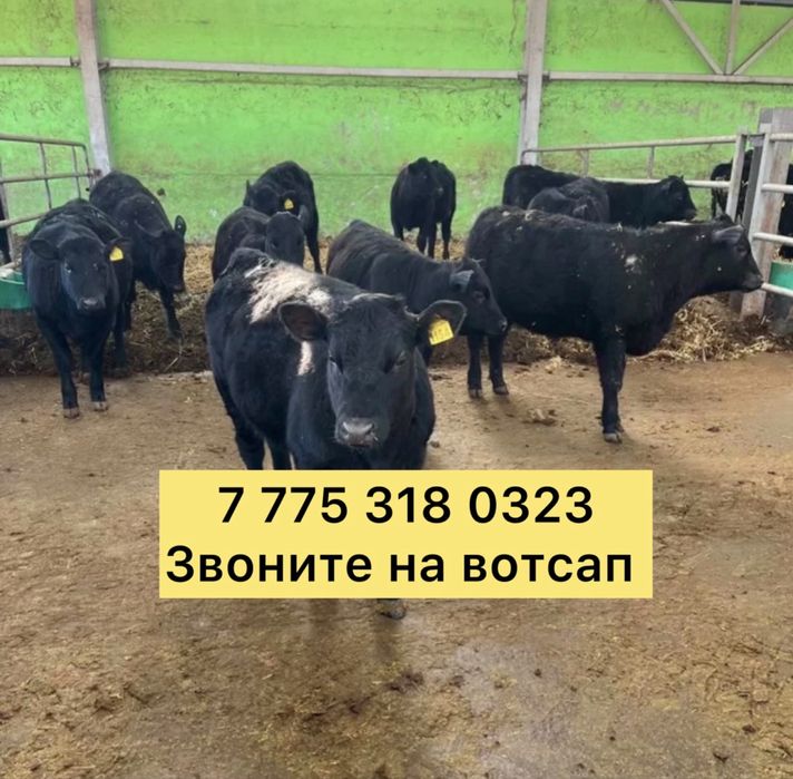 Бычек телята ангусер аулькол голштhei лещм
