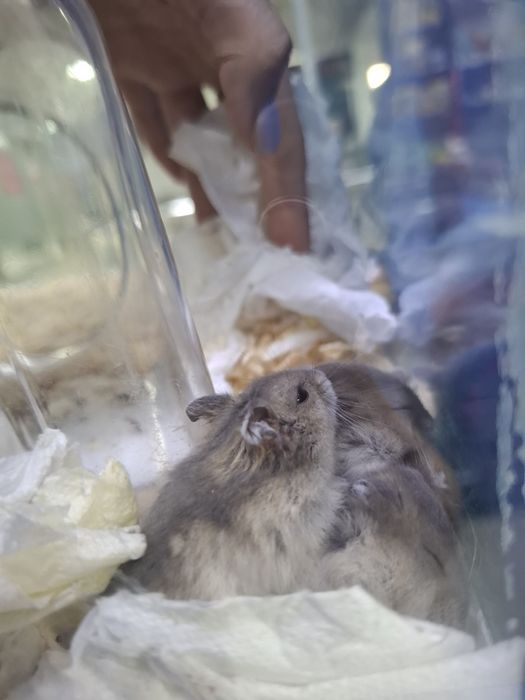 Джунгарские хомяки