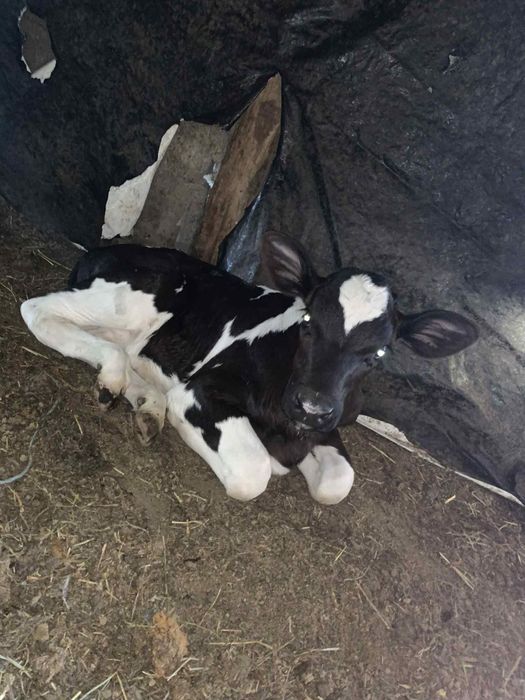 Vând tăurași sugari.