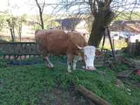 vand foarte avantajos vaca din rasa Baltata Romaneasca
