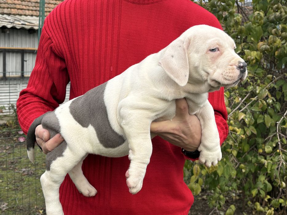 Американско Були Хл