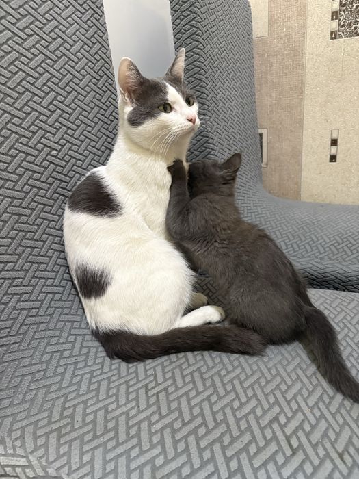 Котенок, кошечка