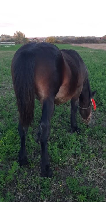 ‼️Manză semigrea de 6 luni ( iapă nu armăsar) foarte blândă 1700€‼️