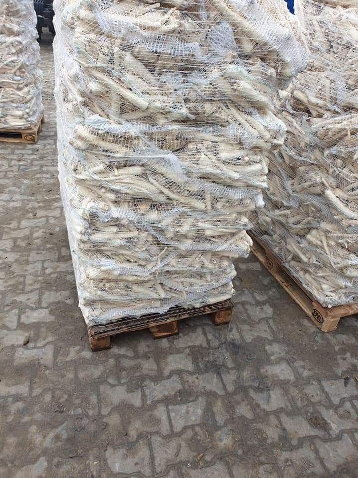 Morcov pătrunjel pastarnac ceapa sfecla roșie