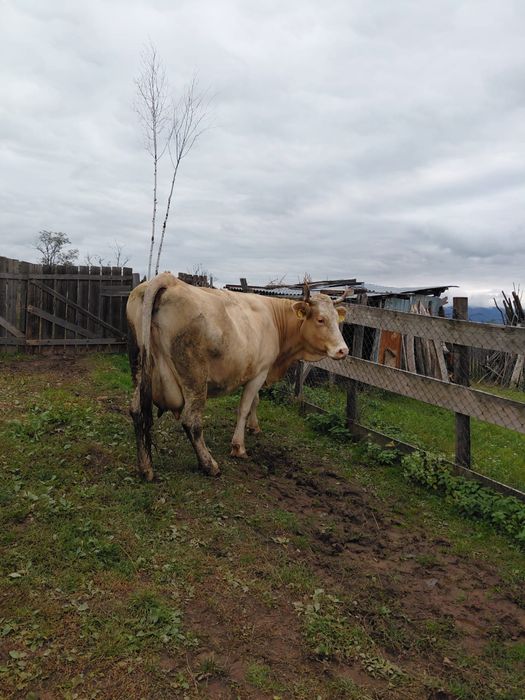 Vaca de vanzare buna de lapte