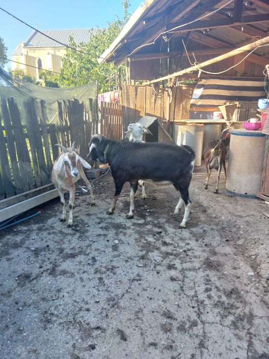 Vind capre și țap angocolumbian