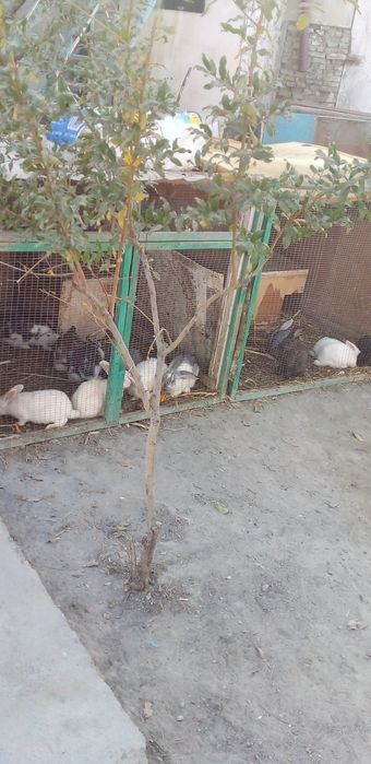 Фаргона центрда арзон нархда