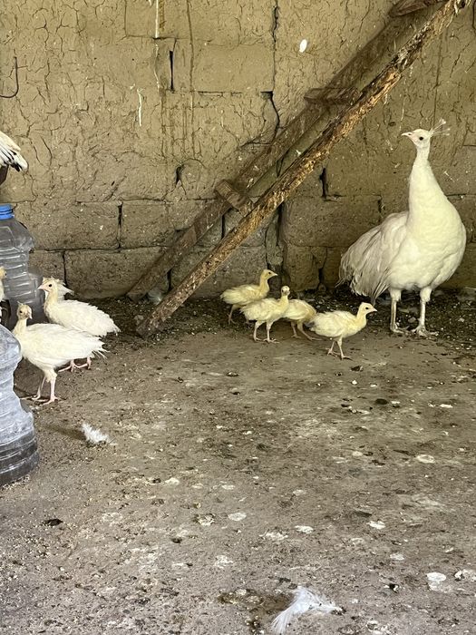 Продам павлинят.