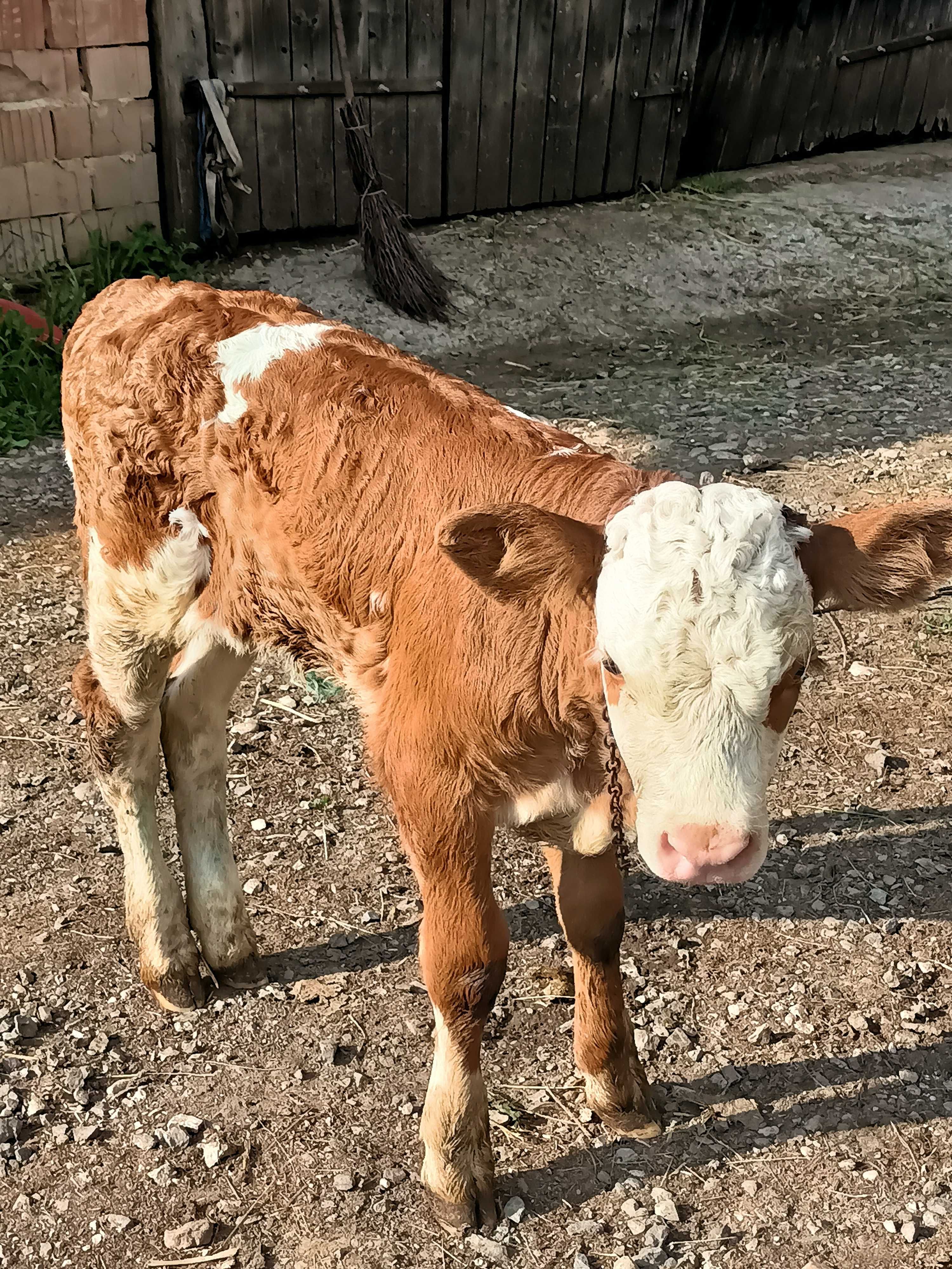 Vaca bălțată de vanzare