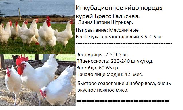 Инкубационное яйцо породы кур Бресс Гальская. Цена 1.000 тг/яйцо