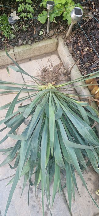 Yucca - 3bucati ,donez