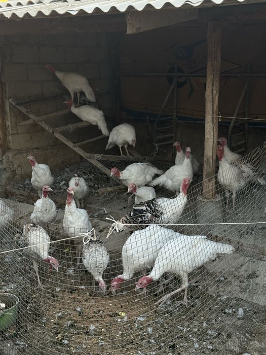 Индюки крупные.