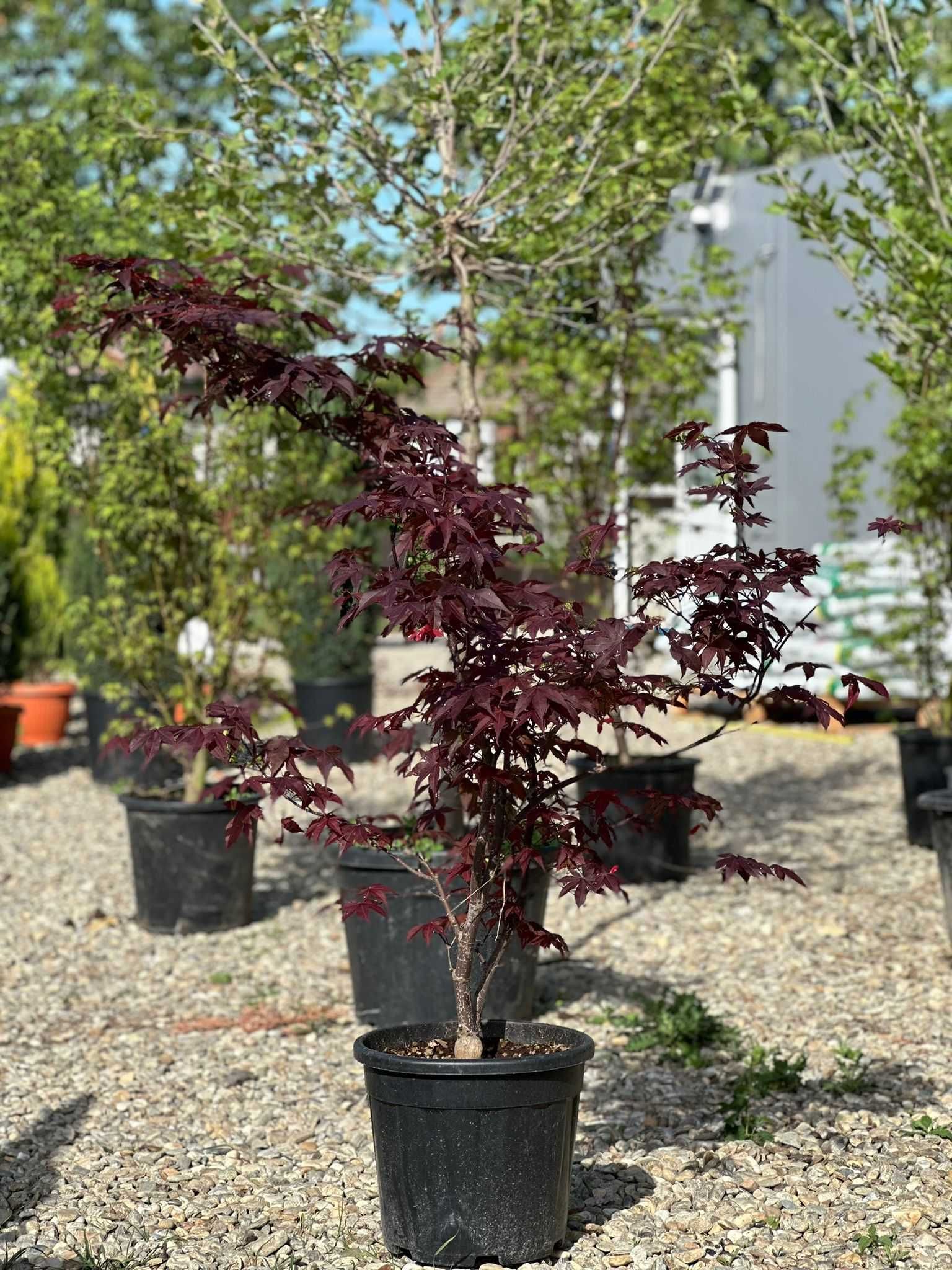 Artar Rosu Japonez ( acer palmatum) Planta