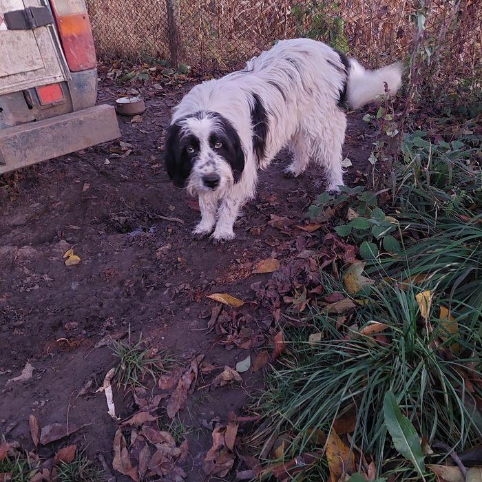 Donez câine talie medie