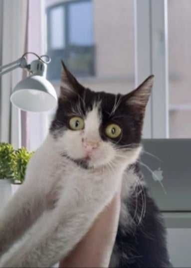 2-месечната Коти от Враца търси дом