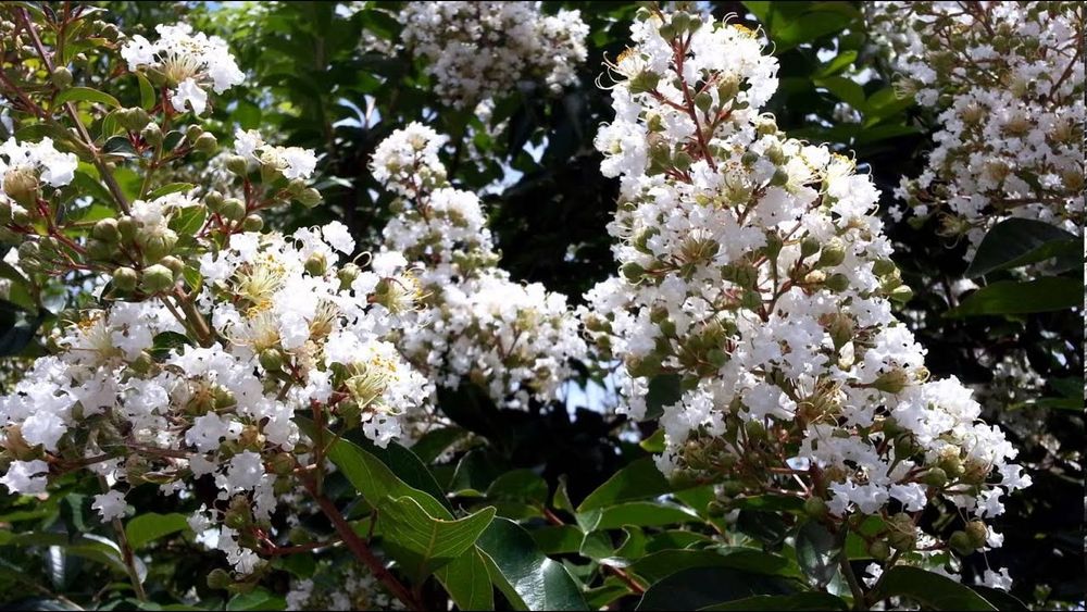 Pomi Oramentali (Liliac Indian Alb )