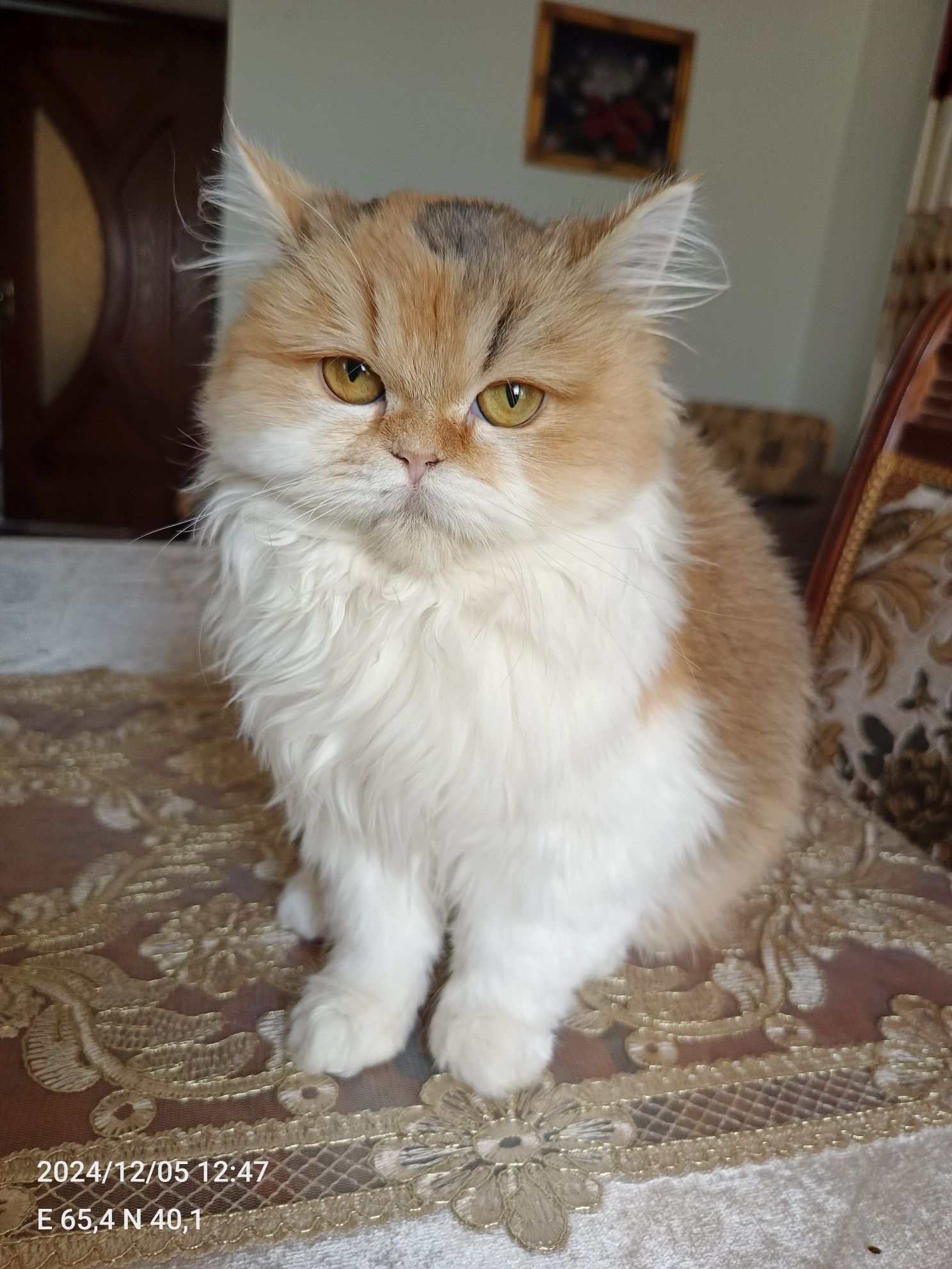 Золотая шиншилла
