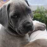 Femelă Cane Corso, Gri-Bej, Pedigree+