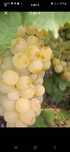 Struguri de vin avem toate soiurile