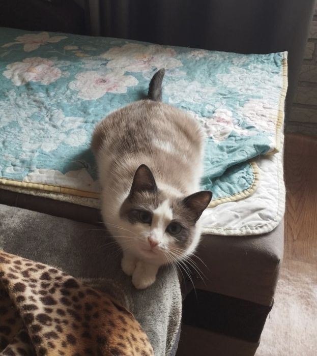 Отдам кошечку в хорошие руки!