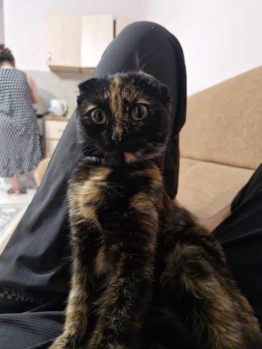 Отдам кошку в хорошие руки