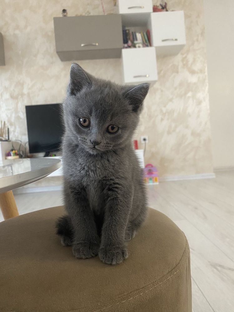 Шотландско котенце