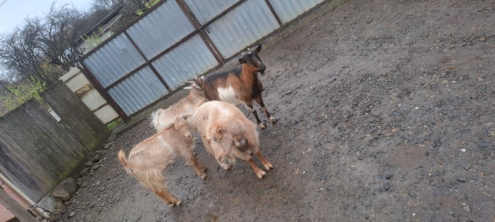 De vnzare 3 capre și un țap