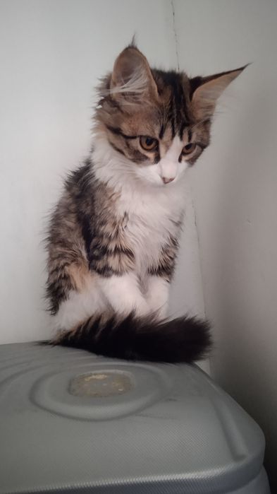 Мушукчалар сотилади.