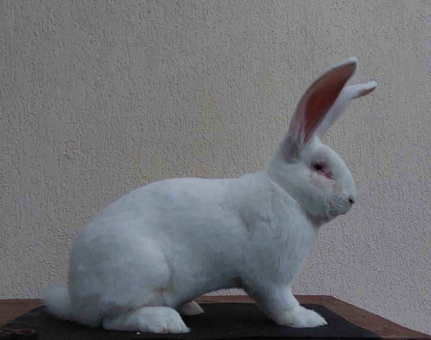 Iepure uriaș german alb