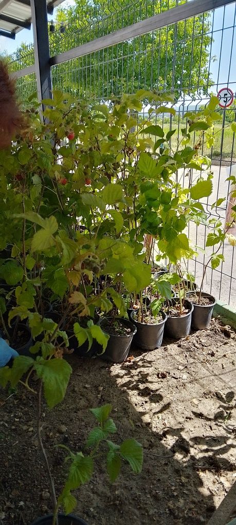 Vindem Smeura la ghiveci remontanta  si puieti de tei argintii la balo