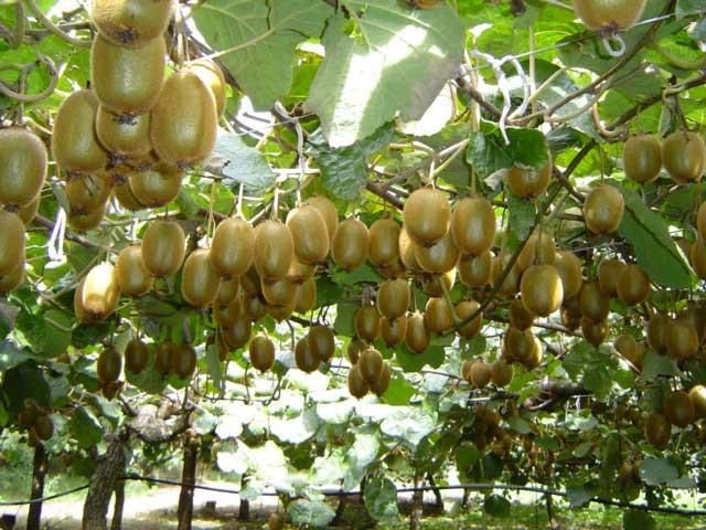 КИВИ Джени (Actinidia deliciosa 'Jenny') Промоция