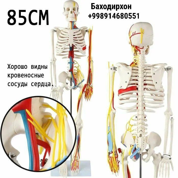 Торс человека, муляж скелета