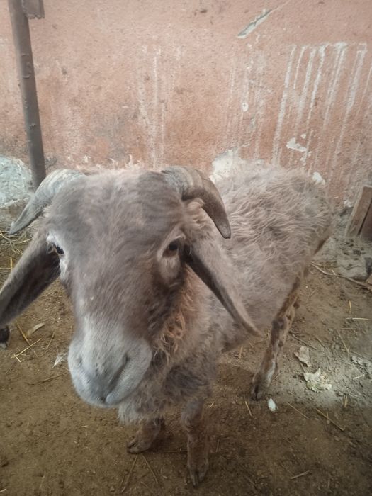 Кучкорча ва мода эчки сотилади