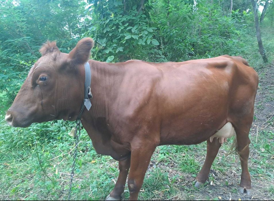 Vaca de vanzare...