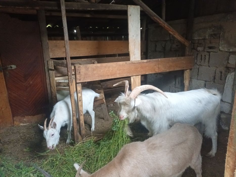 Metis saanen alpină franceza 990 lei, tăpul bun de monta,gestante