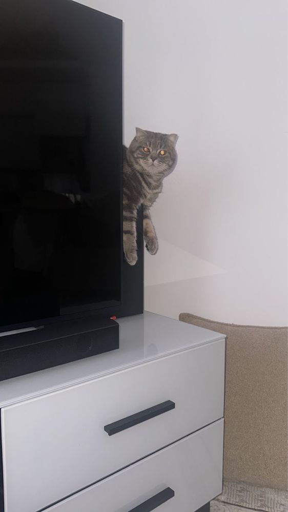Кот на вязку Бесплатно