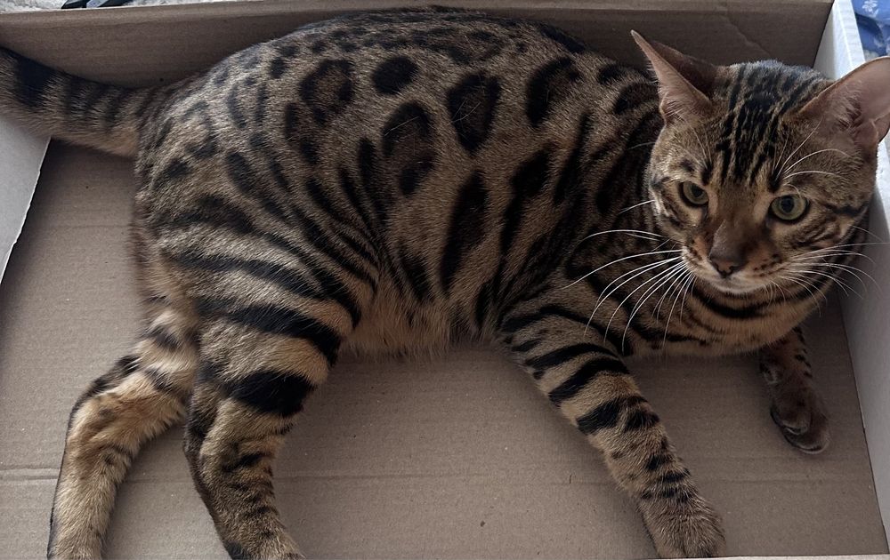 Бенгальский кот.