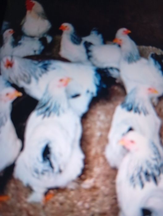 vind puicuțe de rasă Brahman