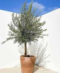 Maslin copacel olea europaea,yucca,palmieri,plante exotice ornamentale