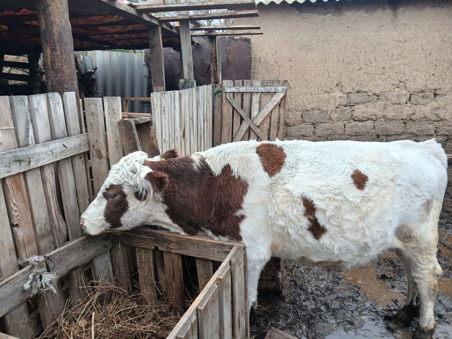 Бұқа, баспақ, қойлар