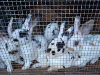 Iepuri rex dalmatian, berbec german, secuiesc