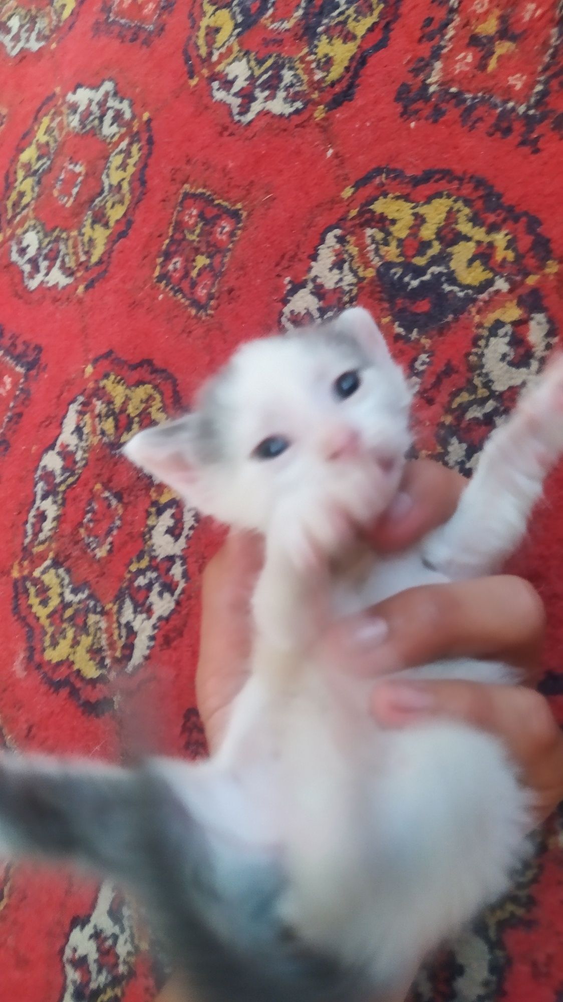 Котята 1 месяц,5 котят