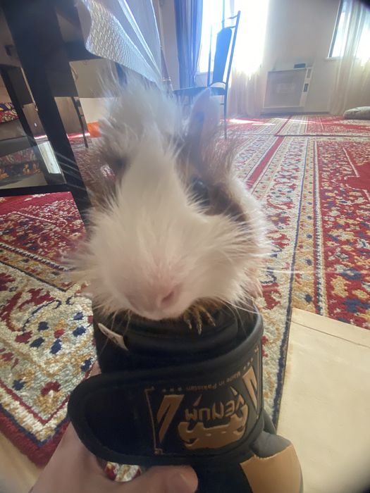 Продается Морская свинка короевская со всеми приспособлениями