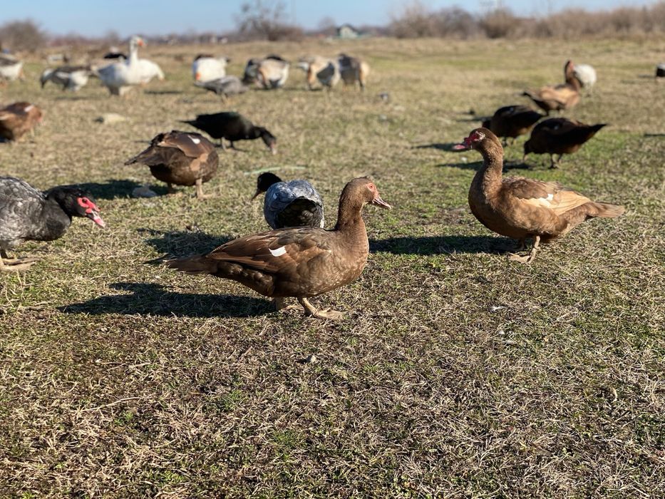 Rate lesesti/mute ciocolatii albastre sidef si negru