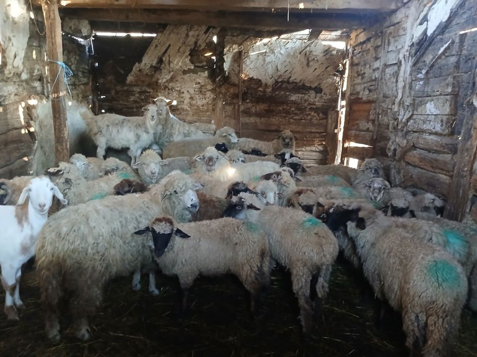 Oi de vânzare    și miei