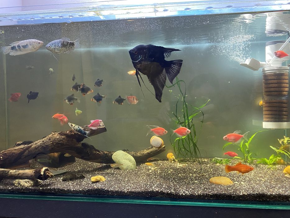 Продам аквариумы и рыбок .