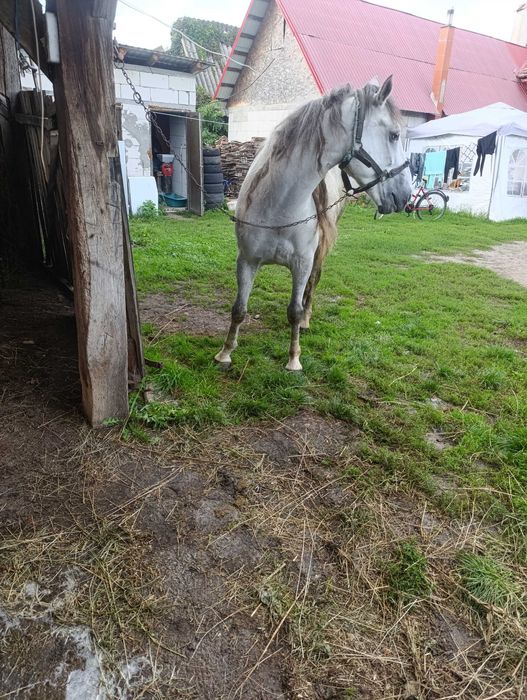 Când cal bun de tras la pădure și gospodărie