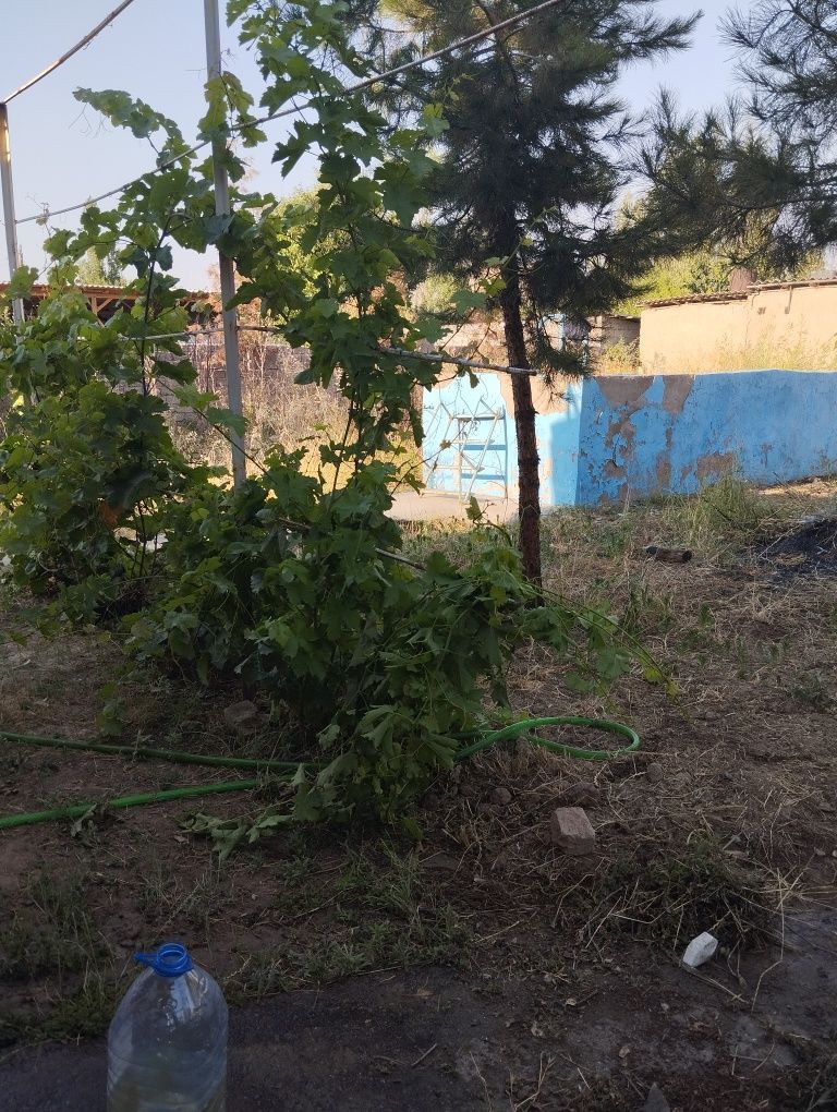 Дала ховли сотилади срочно,