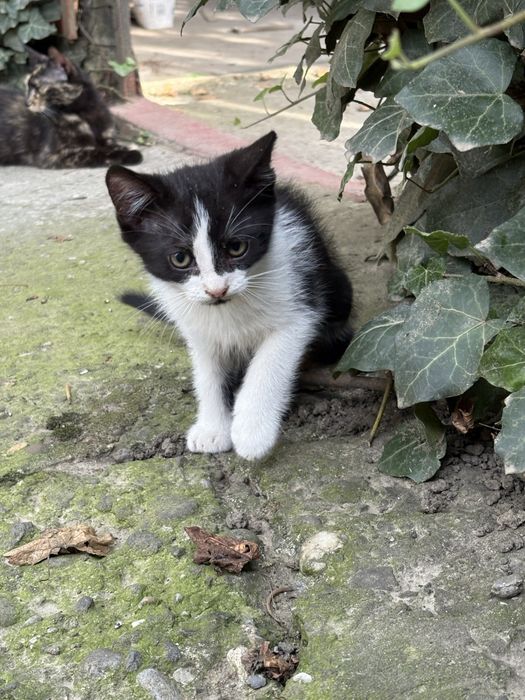 Ofer spre adoptie pisicute